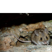 گونه موش صحرایی شیرازی Steppe Field Mouse  